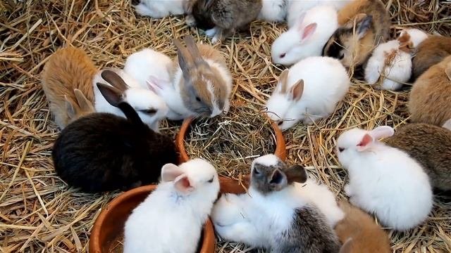 2023 ГОД какого ЖИВОТНОГО по восточному гороскопу на самом деле, каким он будет
