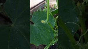 Какой сорт китайских огурцов самый лучший? Показываю то, что растет у меня в теплице