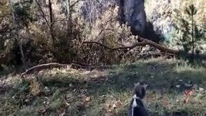 Горный Алтай. Чемал. Отдых. Кошка Нора