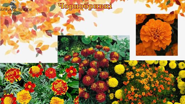 Розвиток мовлення «У квітнику», молодший вік