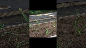 Выращивание лука.Подкормка лука.mp4