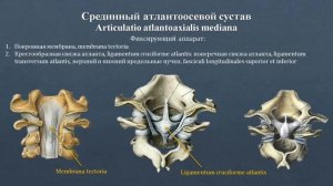 Анатомия срединного атлантоосевого сустава: строение, классификация, фиксирующий аппарат, движения
