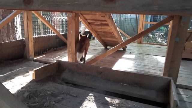 Ли Сяо / Alice the Fox Лиса Алиса (Ловкий прыжок на стол) смотреть онлайн