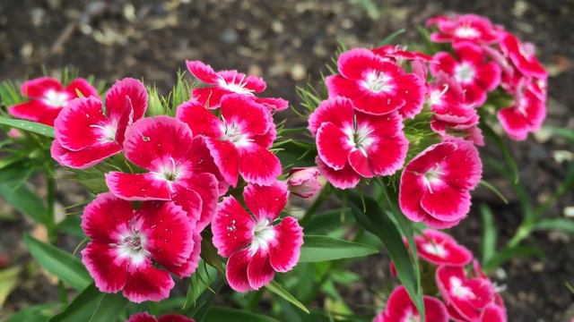 Red Pelargonium (Geranium) Flowers In Garden #pelargonium #geraniums #gardening смотреть онлайн