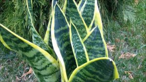 Сансевиерия - цветок Щучий хвост. Как купить цветок Тещин язык