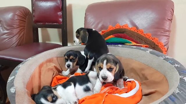 Beagles Tricolor смотреть онлайн