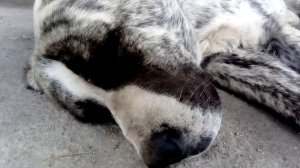 Как спят собаки. Сон алабая./Sleeping dogs