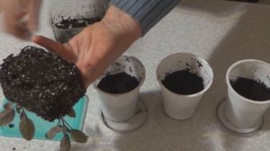 Посев и пикировка пепино (дынного дерева)