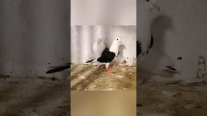 Иранские бойные высоколетные голуби Хасана Халили, Иран г. Горган | Iranian highflying pigeons