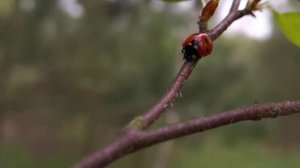 Божья коровка в лесу