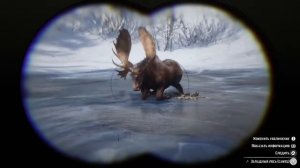 RDR 2 западный лось