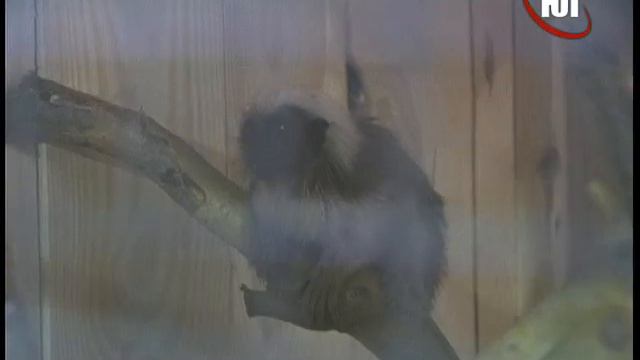 БЕРДЯНСК 2017 ЗООПАРК 16 смотреть онлайн