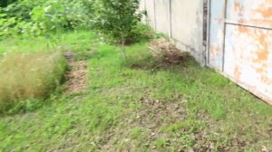 Как вырастить белые грибы на своем участке. Реальный признак