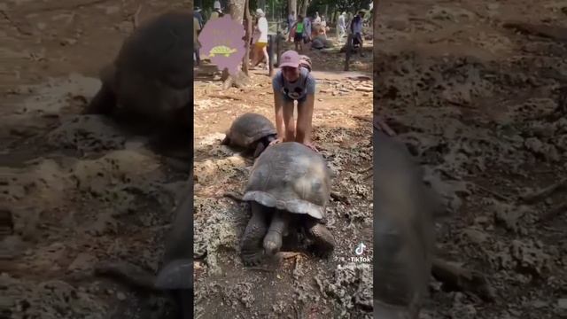 Это САМАЯ ОГРОМНАЯ черепаха в мире! смотреть онлайн