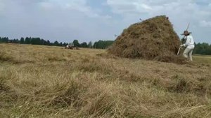 Чрез тернии к сенокосу.Причины задержки сенокоса.