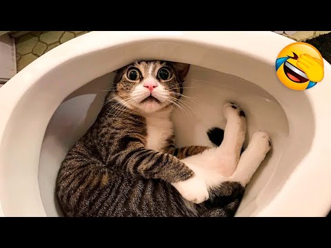 Смешные видео с животными 2022 ? - Самые смешные видео с собаками и кошками ??.