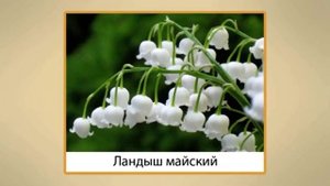 Ядовитые растения 3 класс