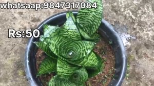 ഓണം ഓഫർ Free plants 10 രൂപ മുതൽ ചെടികൾ  #rioplant #caladium #snakeplant #englishivy #birkinplan