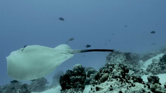 SONY A7S III CAMERA UNDERWATER 4K VIDEO WITH NAUTICAM UNDERWATER HOUSING - MALDIVES SCUBA DIVE 2020 смотреть онлайн