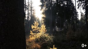 ПЕНИЕ ПТИЦ И МУЗЫКА ДЛЯ МЕДИТАЦИИ 10 минут