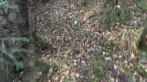 Добываю золото!!! Шурф!!!Содержание бешеное....