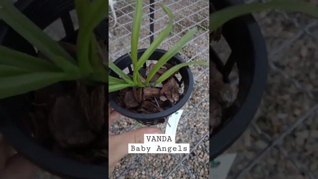 CULTIVO Orquídea VANDA Baby Angels - VANDA Orchids