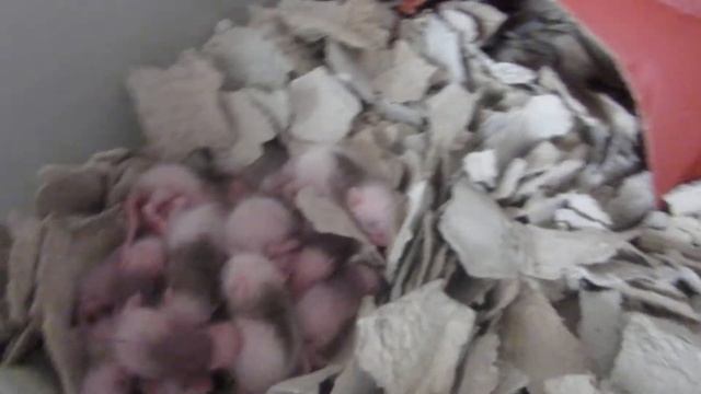 Малыши Мастомисов (Mastomys natalensis). Кормовые грызуны Киев. Питомник https://zreptile.com/ смотреть онлайн