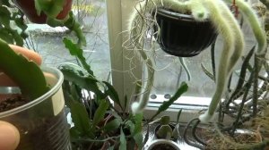 Обзор растений в спальне /Эпифиллумы в бутонах / Розыгрыш сортового эпифиллума