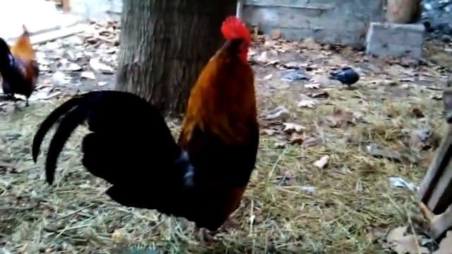 Петушок красный гребешок в реальных условиях!!!