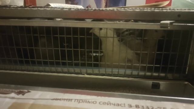 Содержание перепелов в квартире на балконе. смотреть онлайн