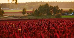 Амарант_ подробная технология