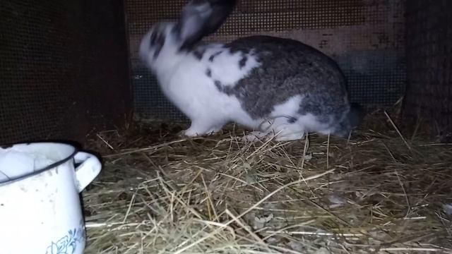 #видео#домашниеживотные  Волшебный кролик