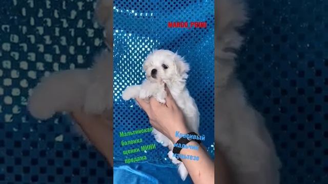 Мальтийская болонка щенки МИКРО, МИНИ Щенки. красивый мальчик Мальтезе РКФ #купитьщенкамальтезе смотреть онлайн