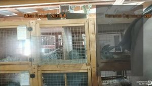 Крольчатник 2 марта 2023. Случаем. Прямой эфир 04