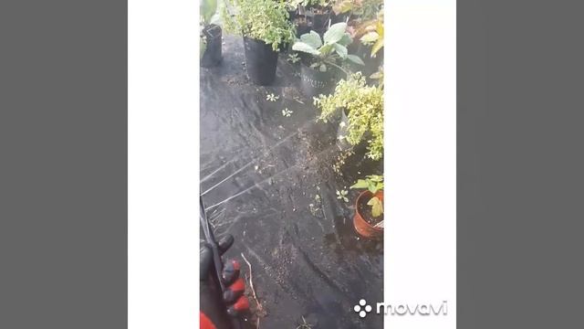 Супер лайфхак - полив растений за копейки! ?