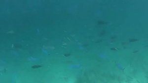 Расду Мальдивы часть 2 снорклинг