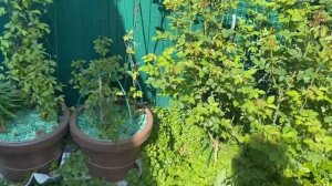 Розы в кашпо, секреты выращивания! Нужно ли ставить поддон под горшок с розой?!