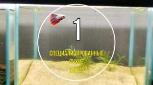 ПЕТУШКИ - Виды петушков - Как и чем кормить - Как разводить - Это должны знать все!