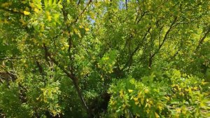 Зацвела карагана:)