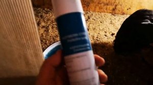 У кур выворачивает шею, куриный маникюр в курятнике Gnomvolga