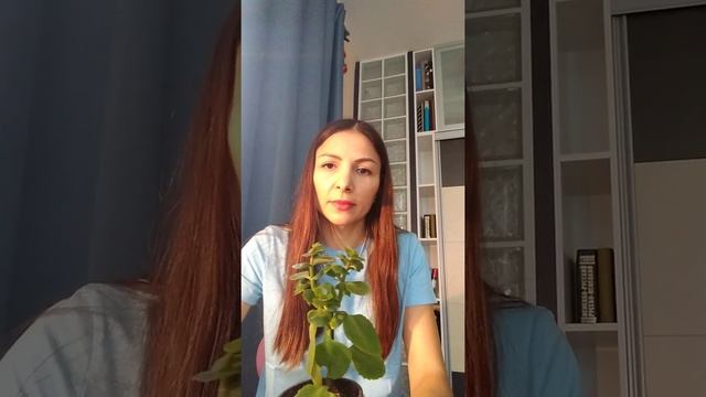 Три способа заставить каланхоэ цвести. смотреть онлайн