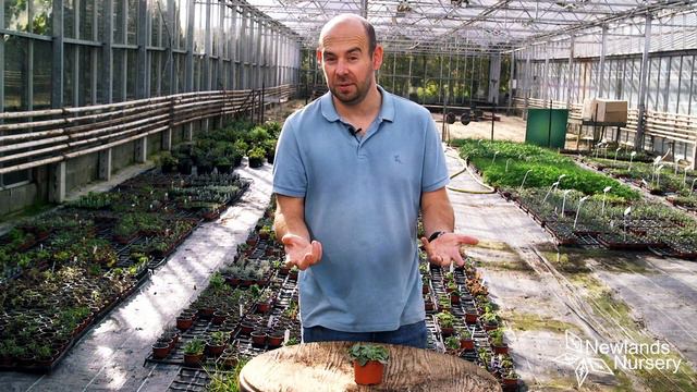 Fittonia House Plant - Newlands Nursery