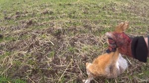 Охота на зайца 2020. ВОТ ЭТО ОТКРЫТИЕ! Охота с Вепрь-12. Открытие охоты на зайца.