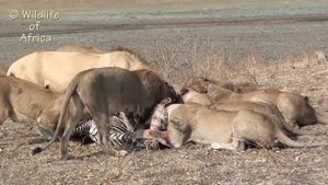 Lions attack and kill zebra SPECTACULAR KILL