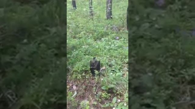 Шестьдесят девятая карантинная экскурсия в этнопарке "Земля предков" смотреть онлайн