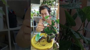 Незаконченная пересадка. Эпипремнум Марбл плэнет, пеперомия головатая, нематантус.