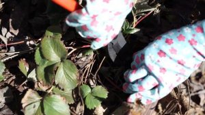 Серая гниль земляники ✔️ Обработка земляники Весной ?