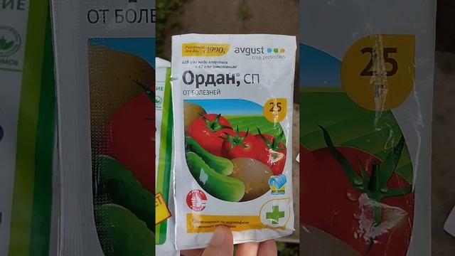 Фитофтора и как я с ней буду бороться ????#огород #дачные #сад #цветы #дача #фитофтора #томаты смотреть онлайн