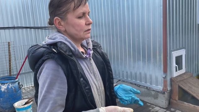 Спасение животных/ Как выбрать собачку из приюта смотреть онлайн