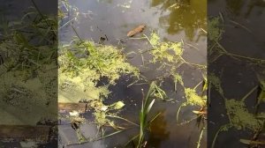 Андатра Как приманивать андатру